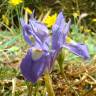 Fotografia 3 da espécie Moraea sisyrinchium do Jardim Botânico UTAD