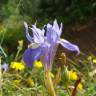 Fotografia 1 da espécie Moraea sisyrinchium do Jardim Botânico UTAD