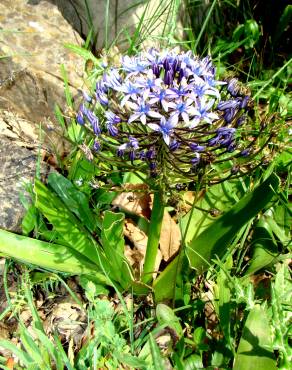 Fotografia 1 da espécie Scilla peruviana no Jardim Botânico UTAD