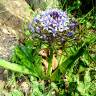 Fotografia 1 da espécie Scilla peruviana do Jardim Botânico UTAD