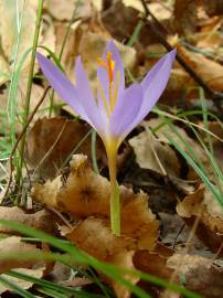 Fotografia da espécie Crocus serotinus subesp. serotinus
