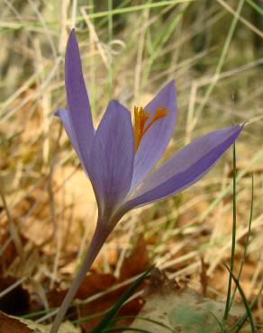 Fotografia 3 da espécie Crocus serotinus subesp. serotinus no Jardim Botânico UTAD