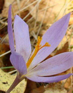 Fotografia 4 da espécie Crocus serotinus subesp. serotinus no Jardim Botânico UTAD