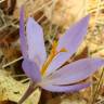 Fotografia 4 da espécie Crocus serotinus subesp. serotinus do Jardim Botânico UTAD