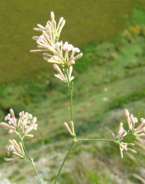 Fotografia 6 da espécie Asperula aristata subesp. scabra no Jardim Botânico UTAD