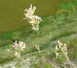 Fotografia da espécie Asperula aristata subesp. scabra