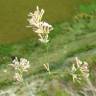 Fotografia 6 da espécie Asperula aristata subesp. scabra do Jardim Botânico UTAD