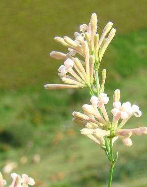 Fotografia 7 da espécie Asperula aristata subesp. scabra no Jardim Botânico UTAD