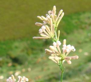 Fotografia da espécie Asperula aristata subesp. scabra