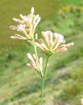 Fotografia 1 da espécie Asperula aristata subesp. scabra no Jardim Botânico UTAD