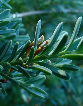 Fotografia 4 da espécie Podocarpus alpinus no Jardim Botânico UTAD