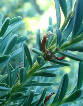 Fotografia 5 da espécie Podocarpus alpinus no Jardim Botânico UTAD