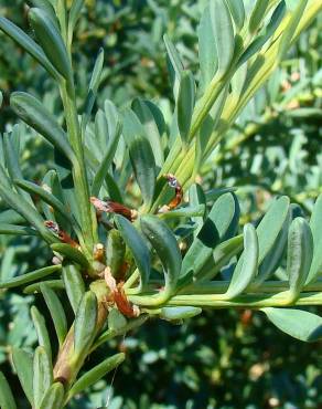 Fotografia 1 da espécie Podocarpus alpinus no Jardim Botânico UTAD