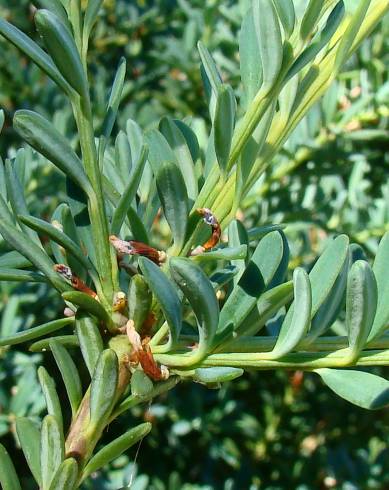 Fotografia de capa Podocarpus alpinus - do Jardim Botânico