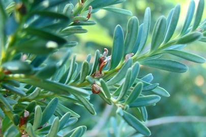 Fotografia da espécie Podocarpus alpinus