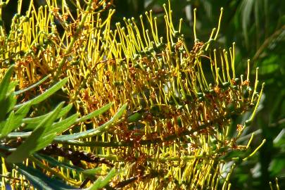 Fotografia da espécie Grevillea robusta