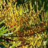 Fotografia 5 da espécie Grevillea robusta do Jardim Botânico UTAD