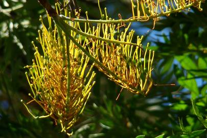 Fotografia da espécie Grevillea robusta