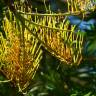 Fotografia 6 da espécie Grevillea robusta do Jardim Botânico UTAD