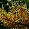 Fotografia 7 da espécie Grevillea robusta do Jardim Botânico UTAD