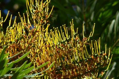 Fotografia da espécie Grevillea robusta