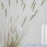 Fotografia de herbário 1 da espécie Festuca ovina no Jardim Botânico UTAD
