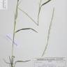 Fotografia de herbário 1 da espécie Gaudinia fragilis no Jardim Botânico UTAD