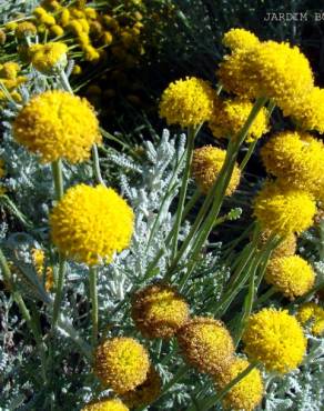 Fotografia 1 da espécie Santolina chamaecyparissus subesp. chamaecyparissus no Jardim Botânico UTAD