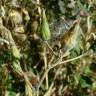 Fotografia 2 da espécie Lactuca serriola for. integrifolia do Jardim Botânico UTAD