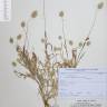 Fotografia de herbário 1 da espécie Lagurus ovatus no Jardim Botânico UTAD
