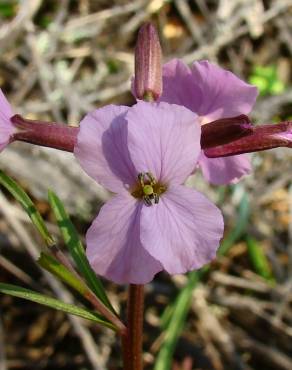 Fotografia 3 da espécie Erysimum linifolium no Jardim Botânico UTAD