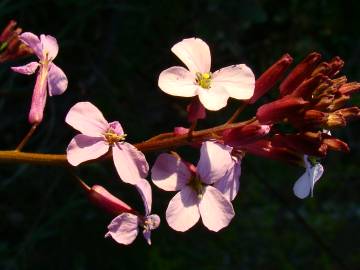 Fotografia da espécie Erysimum linifolium