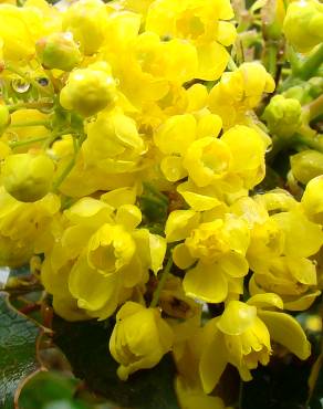 Fotografia 1 da espécie Mahonia aquifolium no Jardim Botânico UTAD