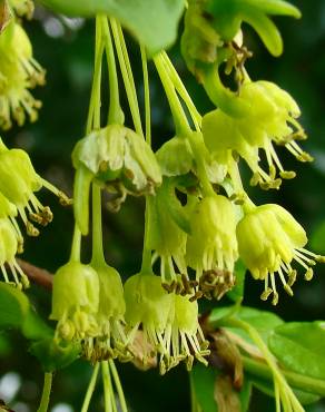 Fotografia 1 da espécie Acer monspessulanum no Jardim Botânico UTAD