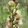 Fotografia 3 da espécie Inula viscosa do Jardim Botânico UTAD