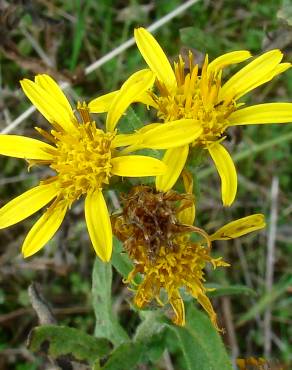 Fotografia 4 da espécie Inula viscosa no Jardim Botânico UTAD