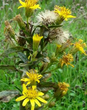 Fotografia 5 da espécie Inula viscosa no Jardim Botânico UTAD