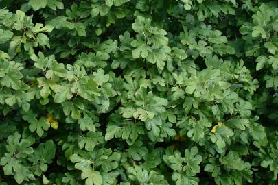 Fotografia da espécie Ficus carica