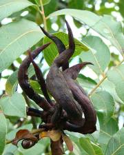 Fotografia da espécie Pistacia terebinthus