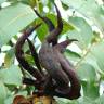 Fotografia 1 da espécie Pistacia terebinthus do Jardim Botânico UTAD