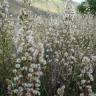 Fotografia 6 da espécie Inula viscosa do Jardim Botânico UTAD