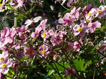 Fotografia da espécie Anemone hupehensis