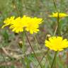 Fotografia 3 da espécie Crepis capillaris var. capillaris do Jardim Botânico UTAD