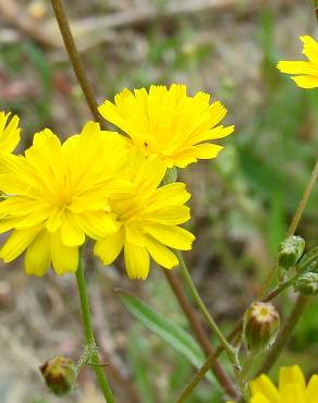 Fotografia 4 da espécie Crepis capillaris var. capillaris no Jardim Botânico UTAD