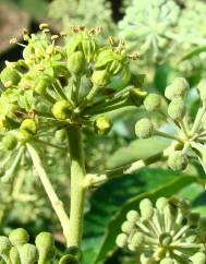 Hedera hibernica