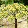 Fotografia 5 da espécie Oenanthe crocata do Jardim Botânico UTAD