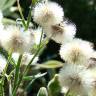 Fotografia 1 da espécie Erigeron bonariensis do Jardim Botânico UTAD