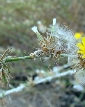 Fotografia 6 da espécie Chondrilla juncea no Jardim Botânico UTAD