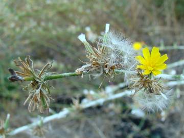 Fotografia da espécie Chondrilla juncea