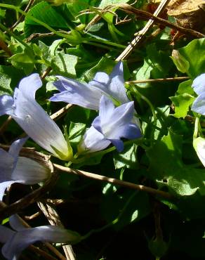 Fotografia 3 da espécie Wahlenbergia hederacea no Jardim Botânico UTAD